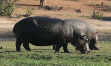 Hippopotame